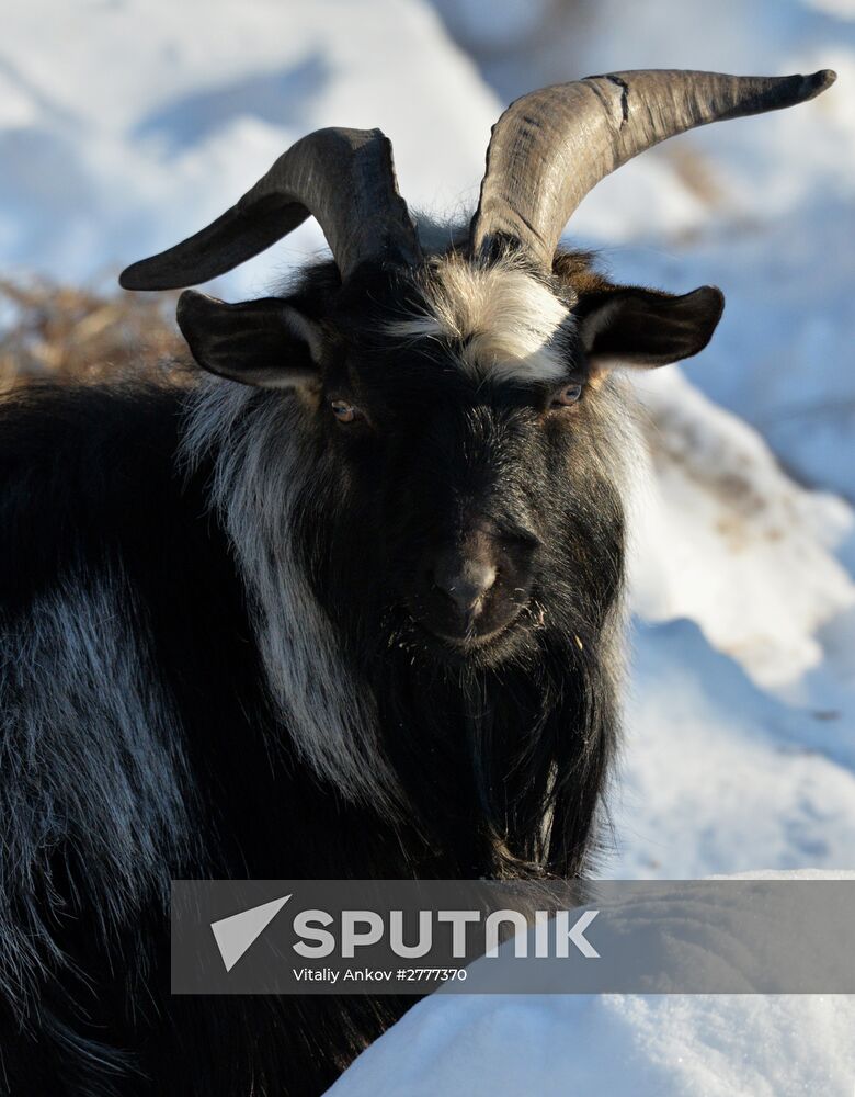 Far Eastern leopard arrives from Prague, placed in cage next to Amur and Timur