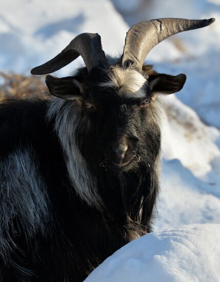 Far Eastern leopard arrives from Prague, placed in cage next to Amur and Timur