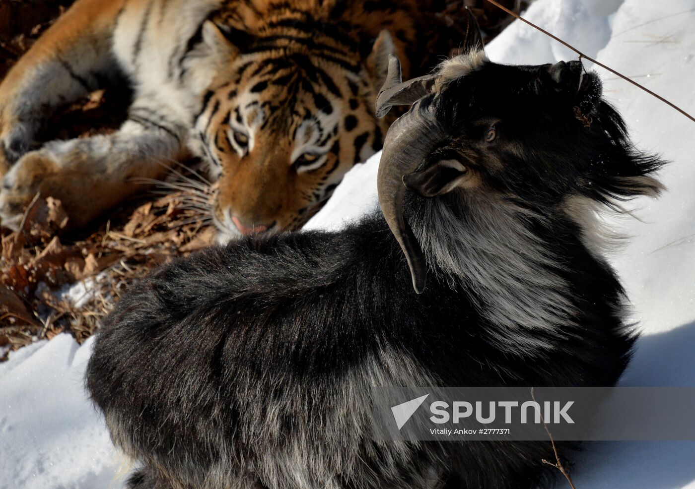 Far Eastern leopard arrives from Prague, placed in cage next to Amur and Timur
