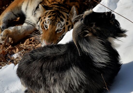 Far Eastern leopard arrives from Prague, placed in cage next to Amur and Timur