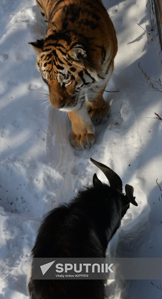 Far Eastern leopard arrives from Prague, placed in cage next to Amur and Timur