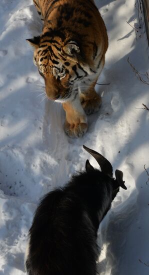 Far Eastern leopard arrives from Prague, placed in cage next to Amur and Timur