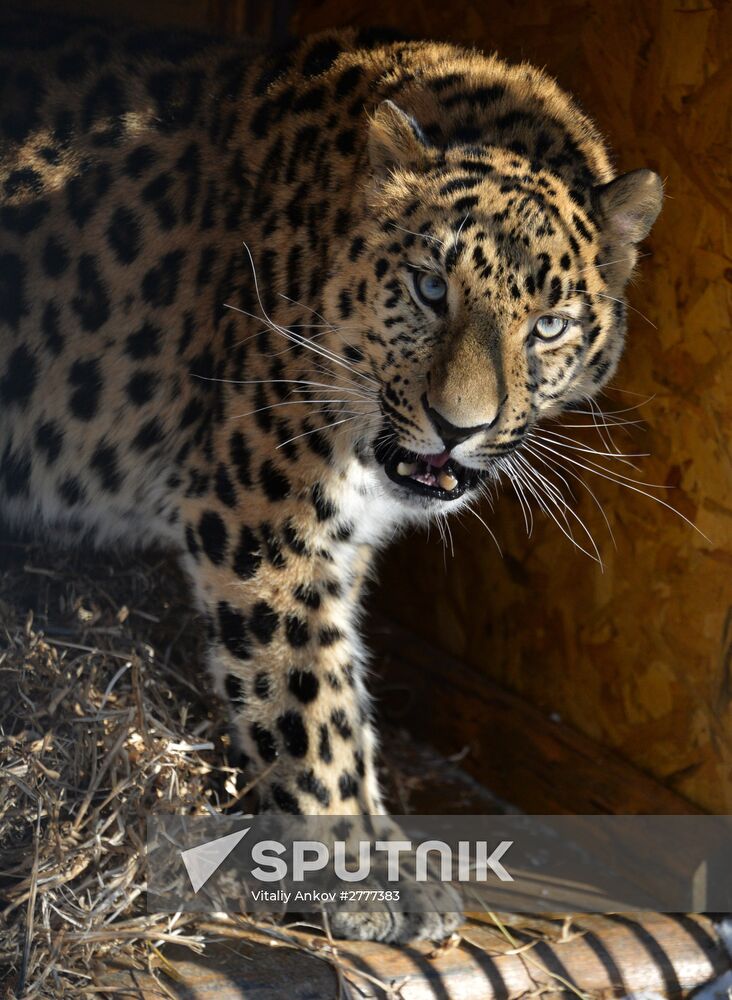 Far Eastern leopard arrives from Prague, placed in cage next to Amur and Timur