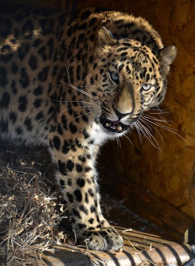 Far Eastern leopard arrives from Prague, placed in cage next to Amur and Timur