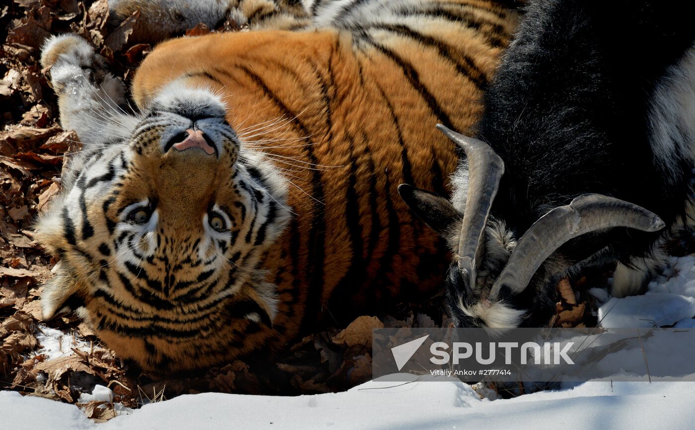 Far Eastern leopard arrives from Prague, placed in cage next to Amur and Timur