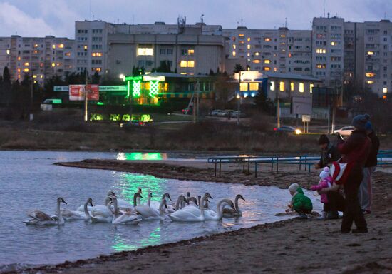 Swans at Omega Bay in Sevastopol