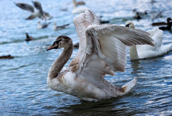 Swans in Omega bay in Sevastopol