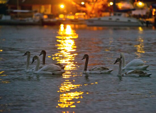 Swans at Omega Bay in Sevastopol