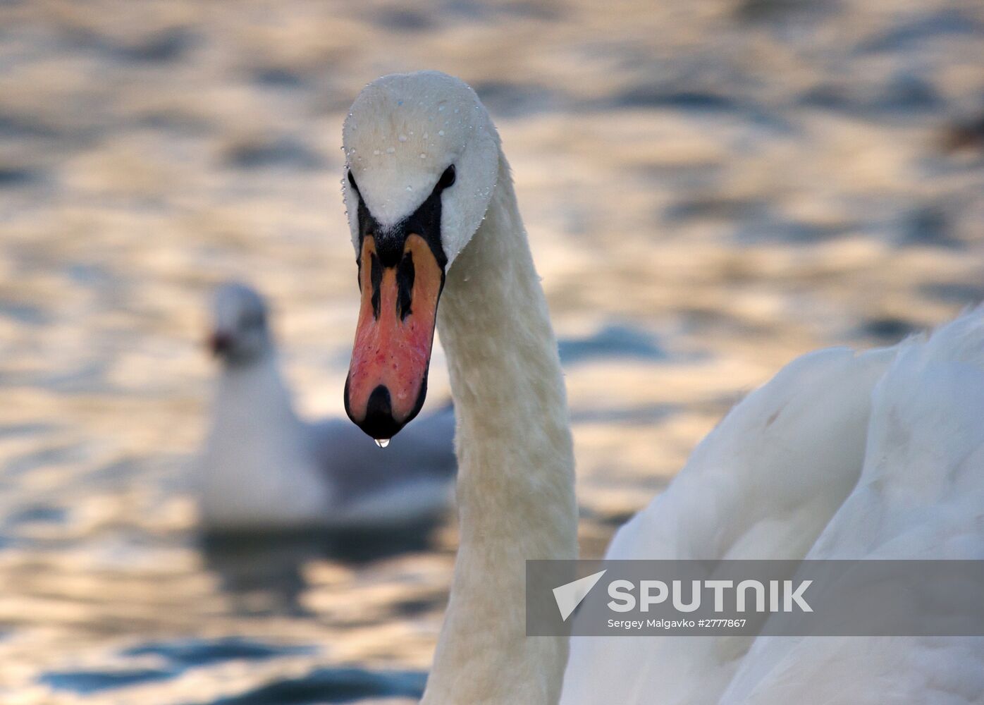 Swans in the Omega Bay in Sevastopol