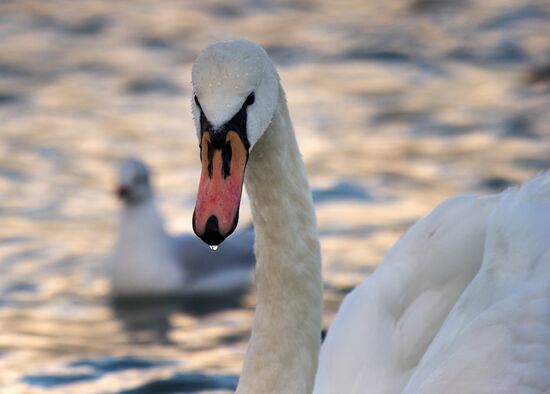 Swans in the Omega Bay in Sevastopol