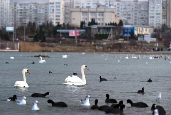 Swans in the Omega Bay in Sevastopol