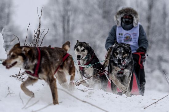 International sleddog race On the Land of Sampo