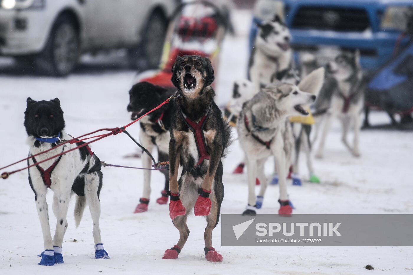 On the Land of Sampo international dog sled race
