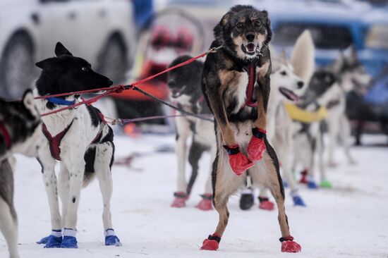 International sleddog race On the Land of Sampo