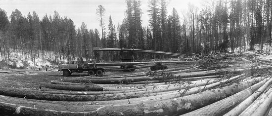Timber harvesting in Buryatia
