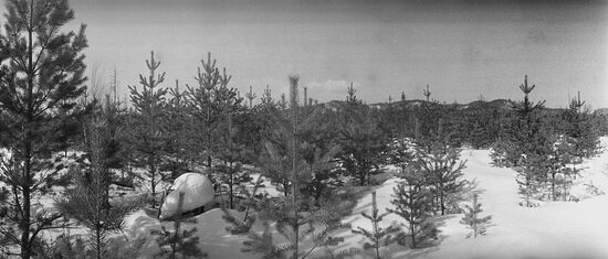 Timber harvesting in Buryatia