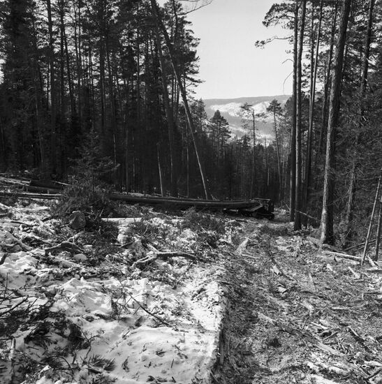 Timber harvesting in Buryatia