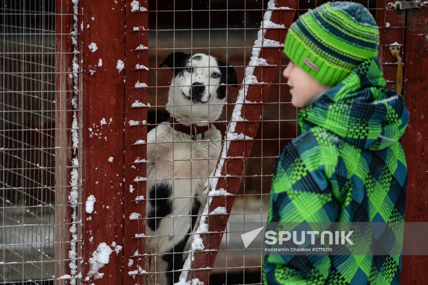 Sled dog breeding facility in Karelia