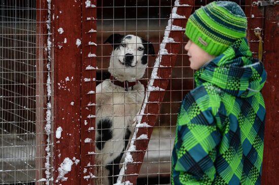 Sled dog breeding facility in Karelia