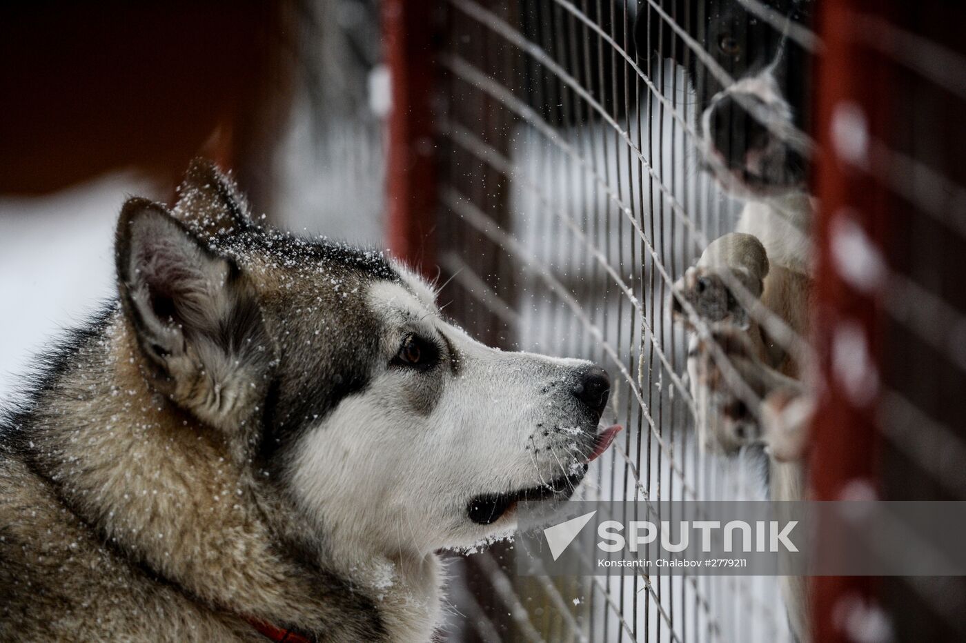 Sled dog breeding facility in Karelia