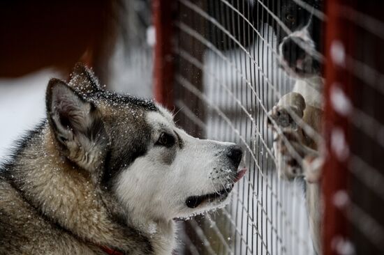 Sled dog breeding facility in Karelia