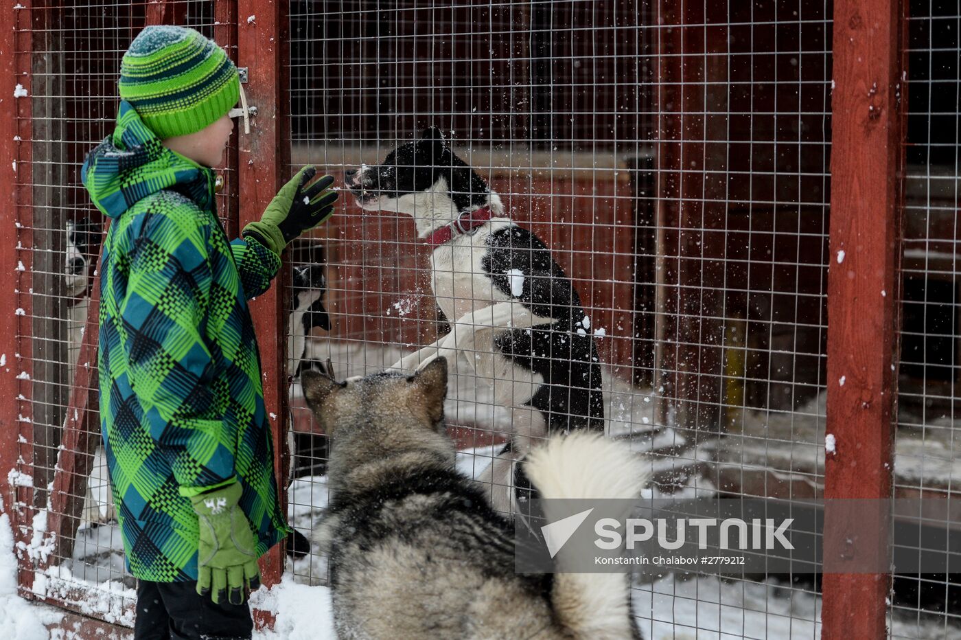Sled dog breeding facility in Karelia