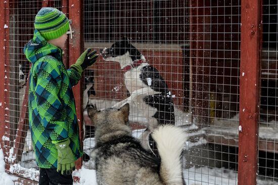 Sled dog breeding facility in Karelia