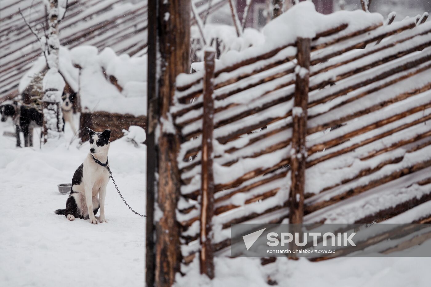 Sled dog breeding facilities in Karelia