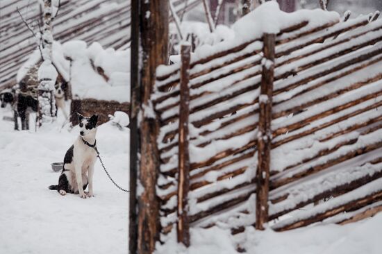 Sled dog breeding facilities in Karelia