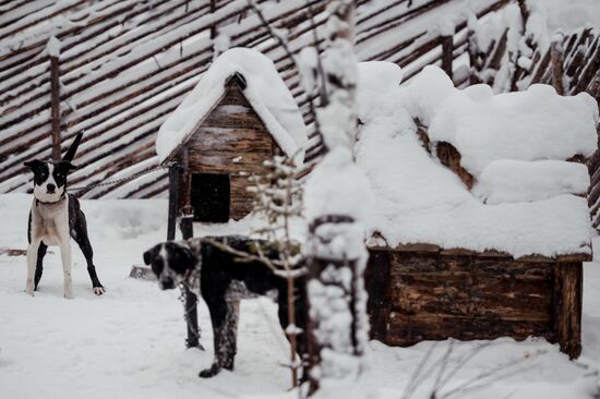 Sled dog breeding facility in Karelia