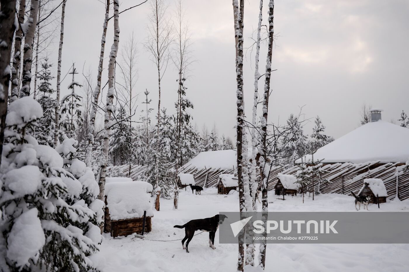 Sled dog breeding facility in Karelia