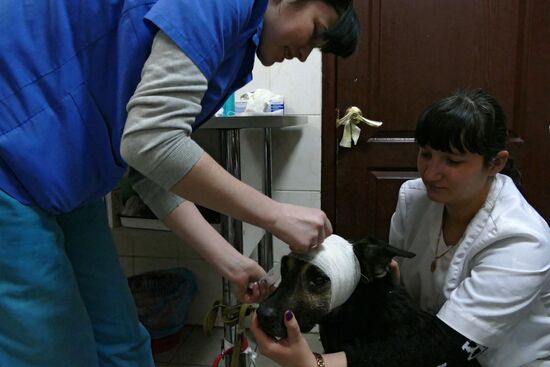 Animal shelter in Donetsk