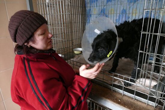 Animal shelter in Donetsk