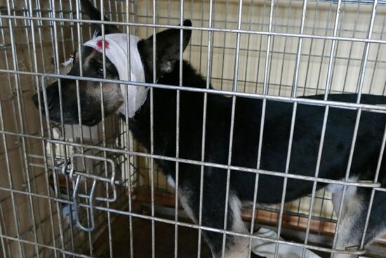 Animal shelter in Donetsk