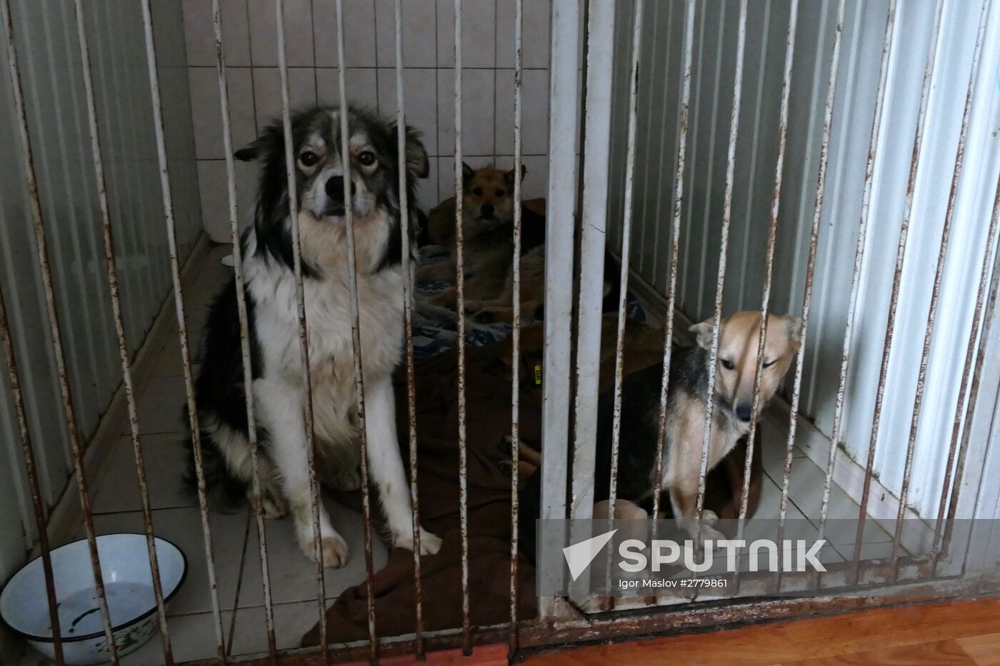 Animal shelter in Donetsk
