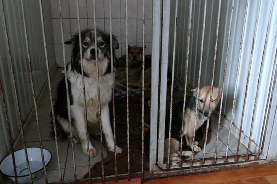 Animal shelter in Donetsk