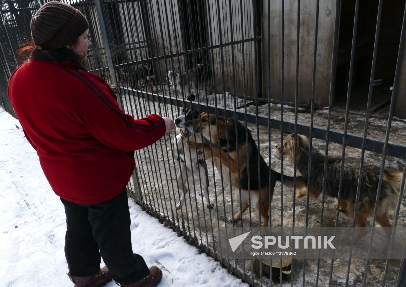 Animal shelter in Donetsk