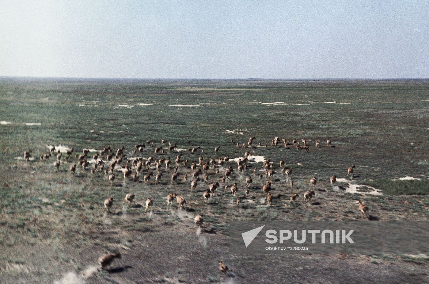 Saiga antelope herd
