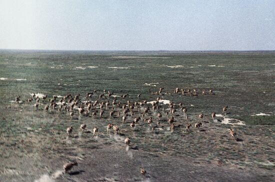 Saiga antelope herd