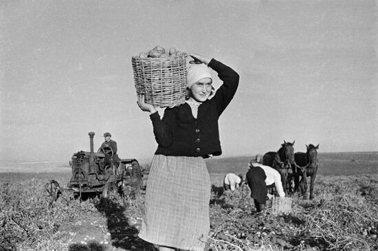 Harvesting potatoes