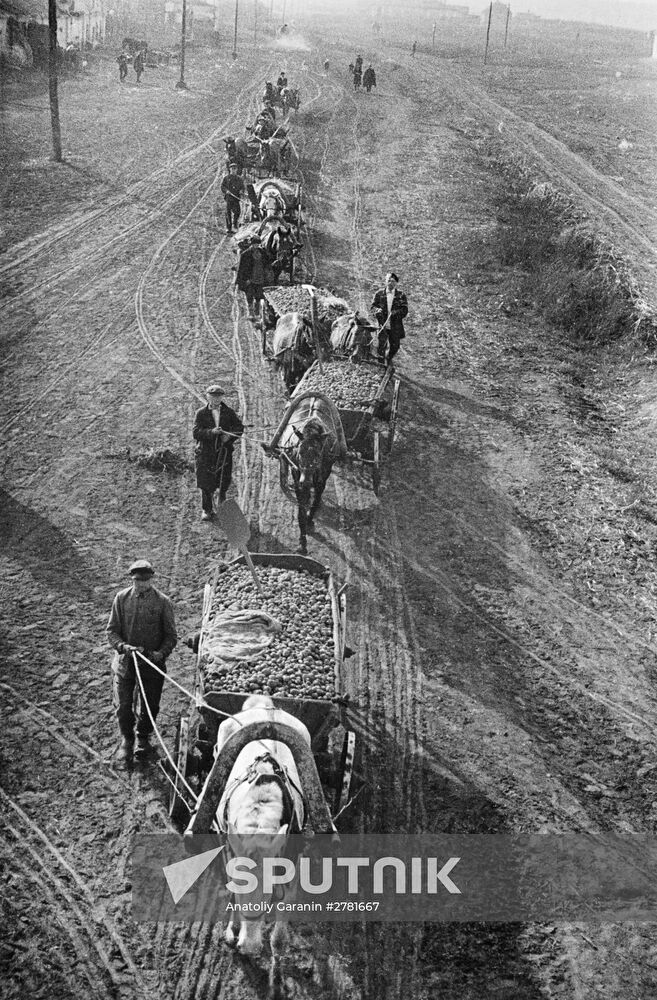 Harvesting potatoes