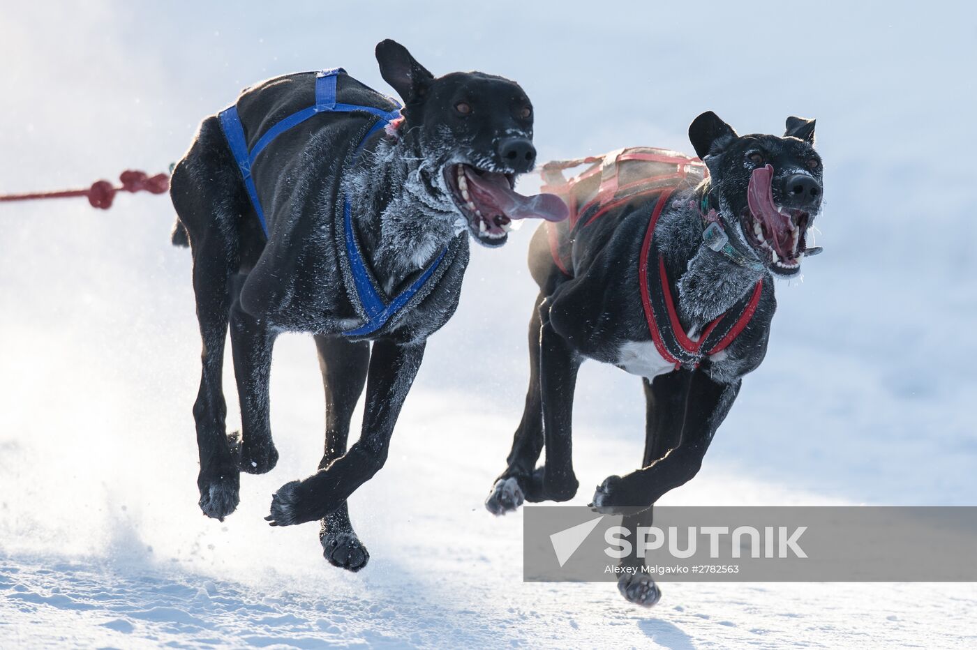 Omsk Region Open Sleddog Sports Championships