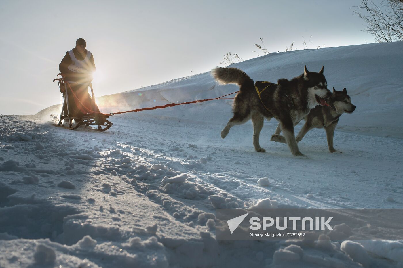 Omsk Region Open Sleddog Sports Championships