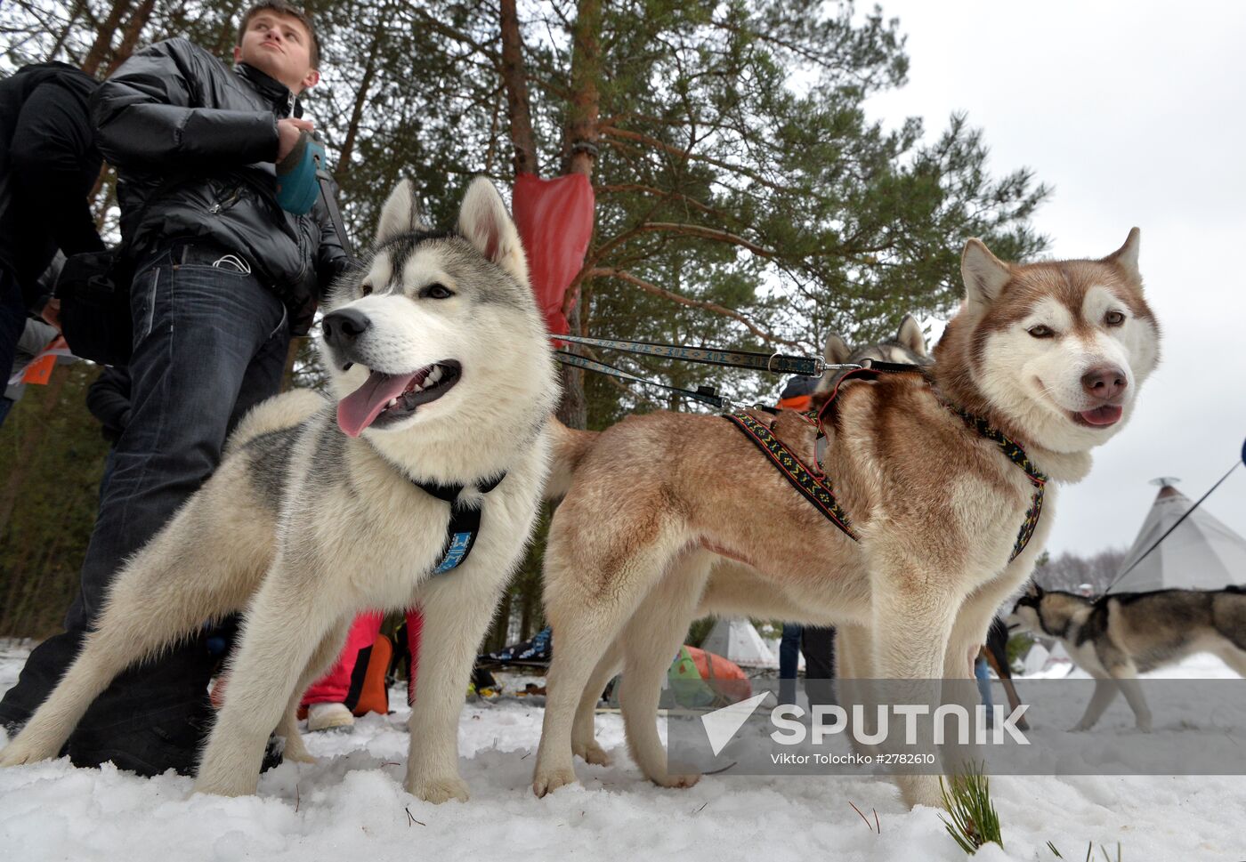 Sleddog races near Minsk