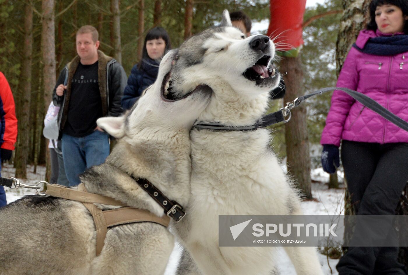 Sleddog races near Minsk