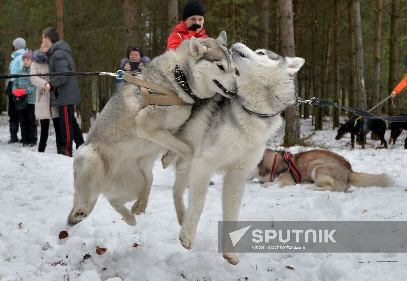 Sleddog races near Minsk