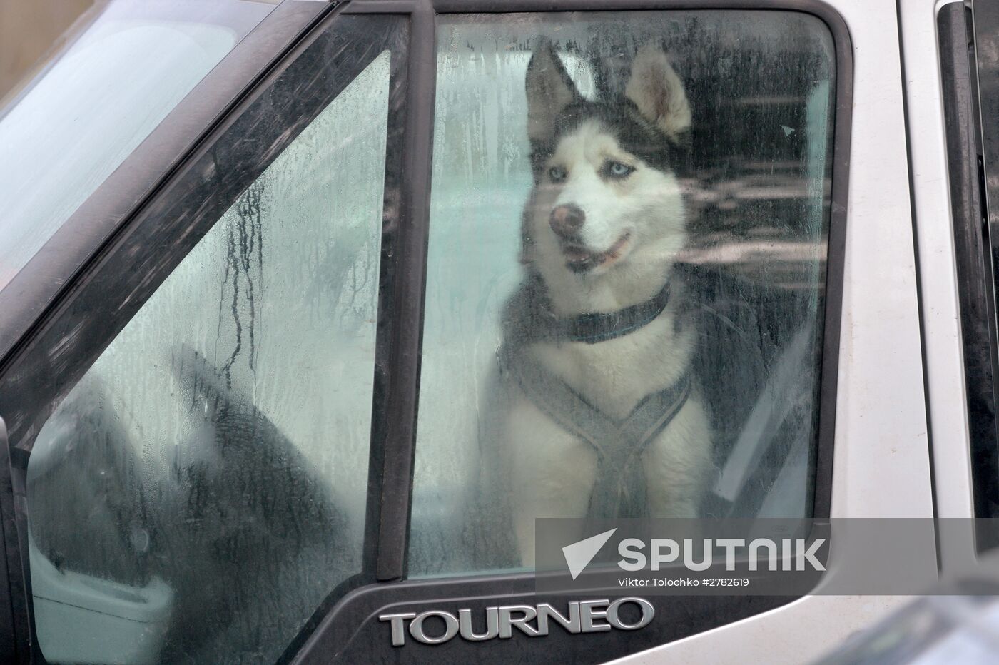 Sleddog races near Minsk