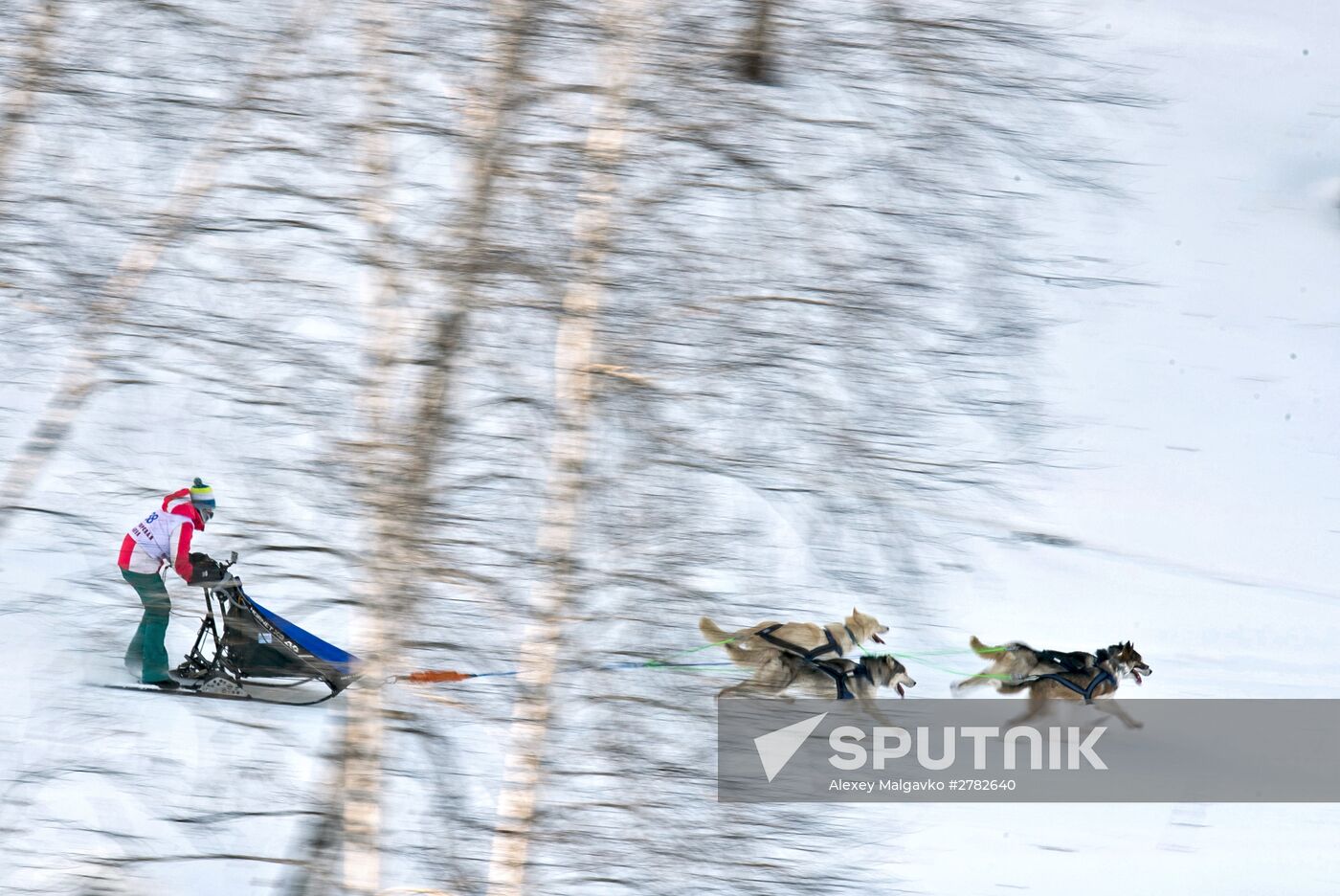 Omsk Region Open Sleddog Sports Championships