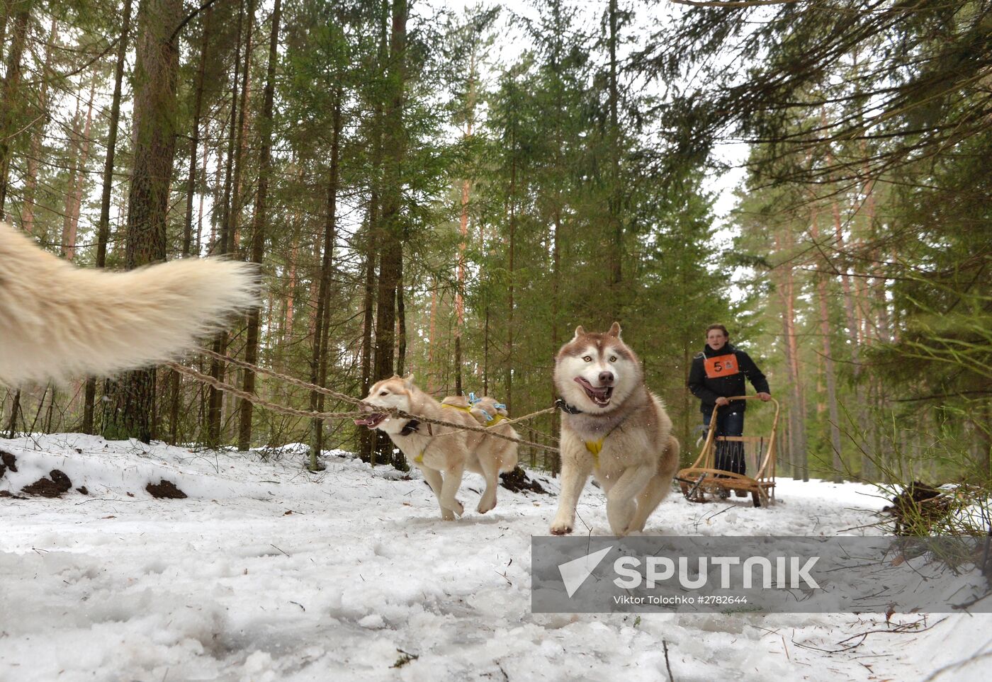 Sleddog races near Minsk