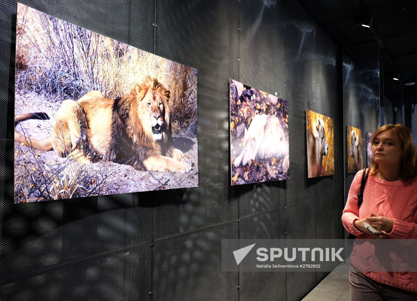 Wild Perspective exhibition unveiled
